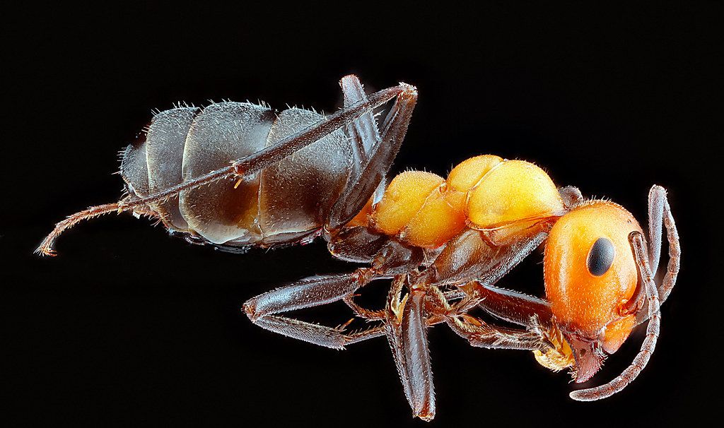 Ant Control service in Downers Grove, IL