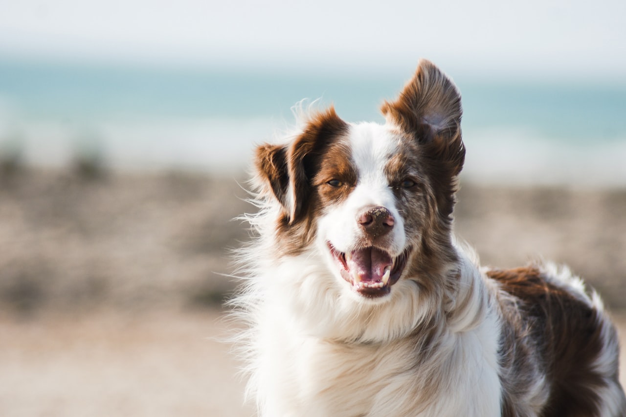 Flea & Tick Control service in Downers Grove, IL