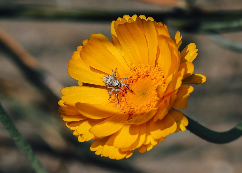 Spider Control service in Downers Grove, IL